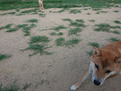 f:id:roukenhome-ann:20190812182134j:plain f:id:roukenhome-ann:20190812182134j:plain