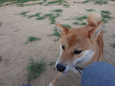 f:id:roukenhome-ann:20190812182143j:plain f:id:roukenhome-ann:20190812182143j:plain