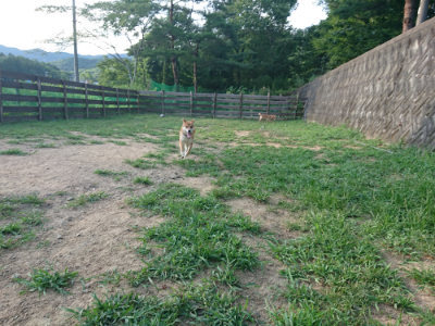 f:id:roukenhome-ann:20190812184141j:plain f:id:roukenhome-ann:20190812184141j:plain