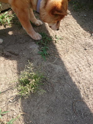 f:id:roukenhome-ann:20190812184211j:plain f:id:roukenhome-ann:20190812184211j:plain