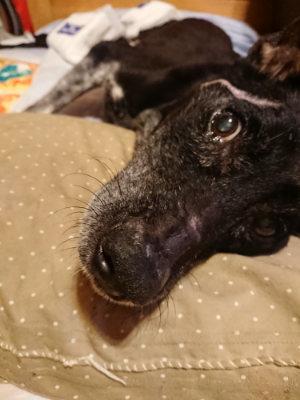 f:id:roukenhome-ann:20190812184230j:plain f:id:roukenhome-ann:20190812184230j:plain