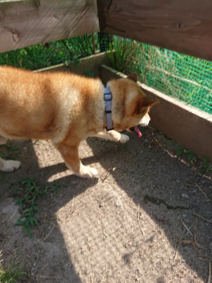 f:id:roukenhome-ann:20190812184248j:plain f:id:roukenhome-ann:20190812184248j:plain