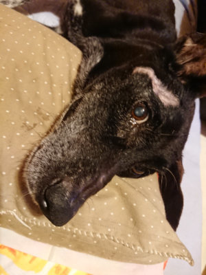 f:id:roukenhome-ann:20190812184303j:plain f:id:roukenhome-ann:20190812184303j:plain