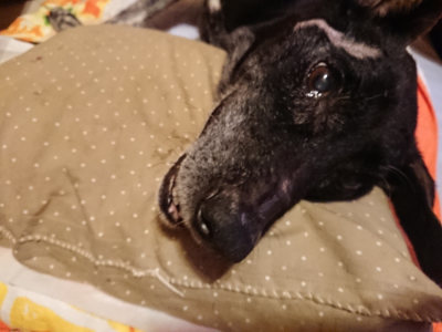 f:id:roukenhome-ann:20190812184310j:plain f:id:roukenhome-ann:20190812184310j:plain