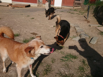 f:id:roukenhome-ann:20190812184343j:plain f:id:roukenhome-ann:20190812184343j:plain