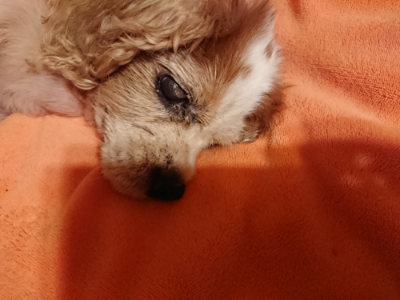 f:id:roukenhome-ann:20190812184355j:plain f:id:roukenhome-ann:20190812184355j:plain
