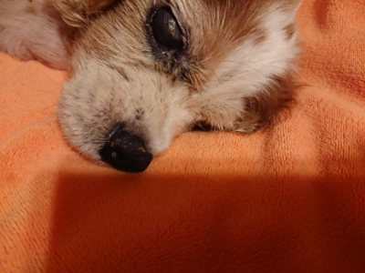 f:id:roukenhome-ann:20190812184424j:plain f:id:roukenhome-ann:20190812184424j:plain