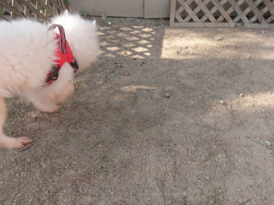 f:id:roukenhome-ann:20190812184429j:plain f:id:roukenhome-ann:20190812184429j:plain