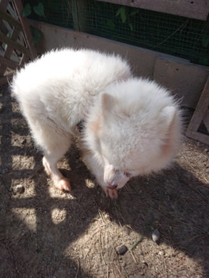 f:id:roukenhome-ann:20190812184437j:plain f:id:roukenhome-ann:20190812184437j:plain