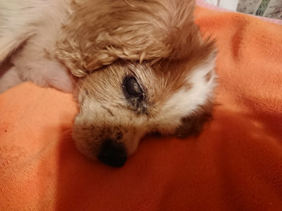 f:id:roukenhome-ann:20190812184451j:plain f:id:roukenhome-ann:20190812184451j:plain