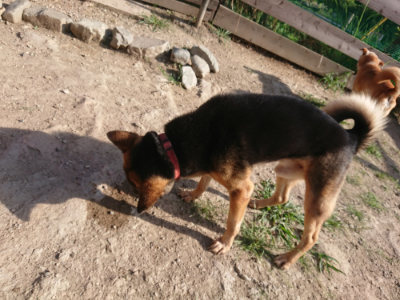 f:id:roukenhome-ann:20190812184507j:plain f:id:roukenhome-ann:20190812184507j:plain