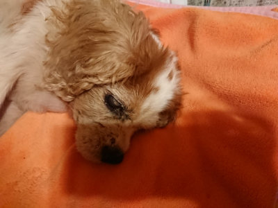 f:id:roukenhome-ann:20190812184521j:plain f:id:roukenhome-ann:20190812184521j:plain