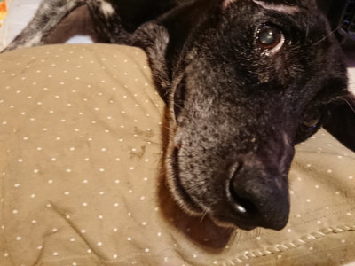 f:id:roukenhome-ann:20190812184548j:plain f:id:roukenhome-ann:20190812184548j:plain