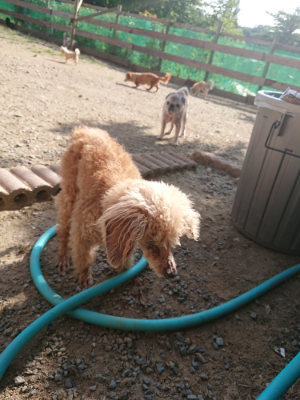 f:id:roukenhome-ann:20190812185314j:plain f:id:roukenhome-ann:20190812185314j:plain