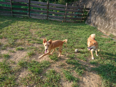 f:id:roukenhome-ann:20190812185330j:plain f:id:roukenhome-ann:20190812185330j:plain
