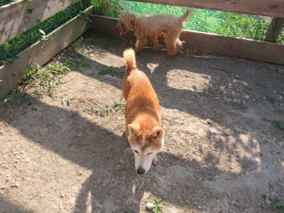 f:id:roukenhome-ann:20190812185401j:plain f:id:roukenhome-ann:20190812185401j:plain