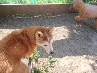f:id:roukenhome-ann:20190812185636j:plain f:id:roukenhome-ann:20190812185636j:plain
