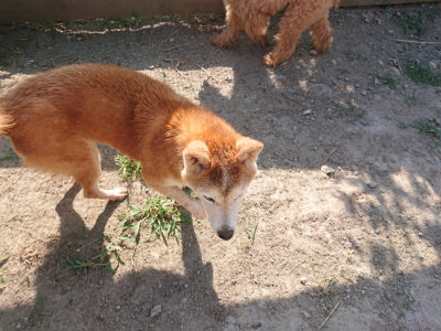 f:id:roukenhome-ann:20190812185642j:plain f:id:roukenhome-ann:20190812185642j:plain