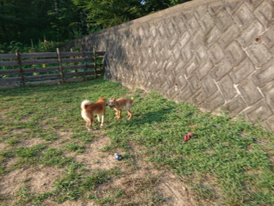f:id:roukenhome-ann:20190812185746j:plain f:id:roukenhome-ann:20190812185746j:plain