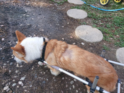 f:id:roukenhome-ann:20190812190040j:plain f:id:roukenhome-ann:20190812190040j:plain