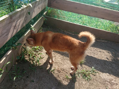 f:id:roukenhome-ann:20190812190153j:plain f:id:roukenhome-ann:20190812190153j:plain