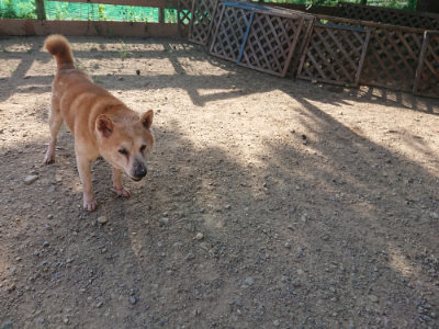 f:id:roukenhome-ann:20190812190159j:plain f:id:roukenhome-ann:20190812190159j:plain
