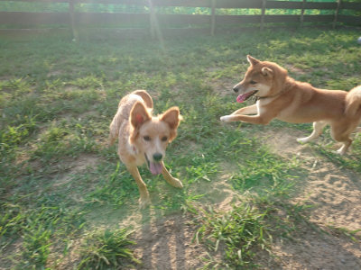 f:id:roukenhome-ann:20190812190204j:plain f:id:roukenhome-ann:20190812190204j:plain