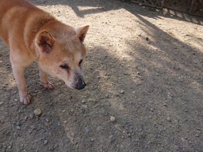 f:id:roukenhome-ann:20190812190225j:plain f:id:roukenhome-ann:20190812190225j:plain