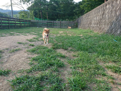 f:id:roukenhome-ann:20190812190243j:plain f:id:roukenhome-ann:20190812190243j:plain