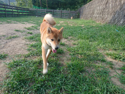 f:id:roukenhome-ann:20190812190304j:plain f:id:roukenhome-ann:20190812190304j:plain