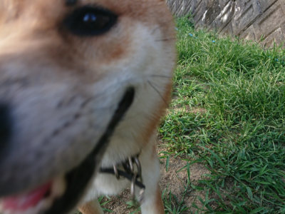 f:id:roukenhome-ann:20190812190309j:plain f:id:roukenhome-ann:20190812190309j:plain
