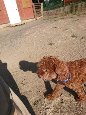 f:id:roukenhome-ann:20190812190328j:plain f:id:roukenhome-ann:20190812190328j:plain