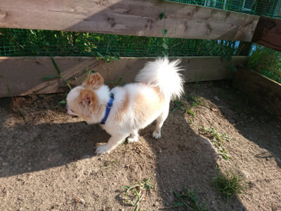 f:id:roukenhome-ann:20190812190433j:plain f:id:roukenhome-ann:20190812190433j:plain