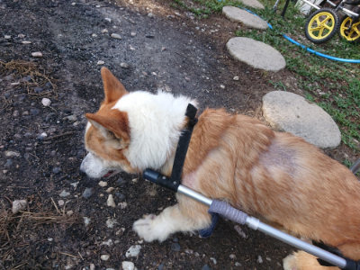 f:id:roukenhome-ann:20190812190844j:plain f:id:roukenhome-ann:20190812190844j:plain