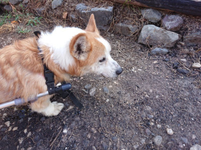 f:id:roukenhome-ann:20190812190917j:plain f:id:roukenhome-ann:20190812190917j:plain
