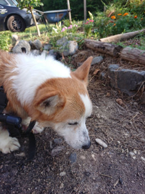 f:id:roukenhome-ann:20190812190937j:plain f:id:roukenhome-ann:20190812190937j:plain