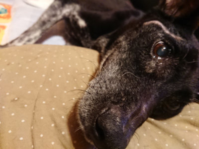 f:id:roukenhome-ann:20190812190954j:plain f:id:roukenhome-ann:20190812190954j:plain