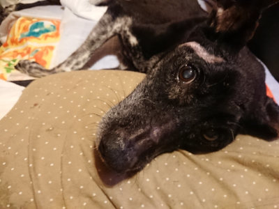 f:id:roukenhome-ann:20190812190959j:plain f:id:roukenhome-ann:20190812190959j:plain