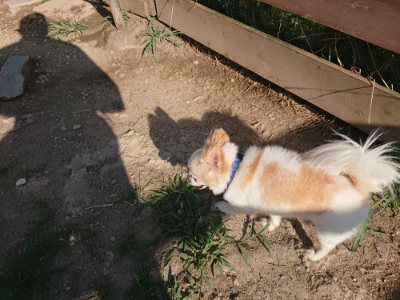 f:id:roukenhome-ann:20190812191024j:plain f:id:roukenhome-ann:20190812191024j:plain