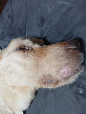 f:id:roukenhome-ann:20190814080910j:plain