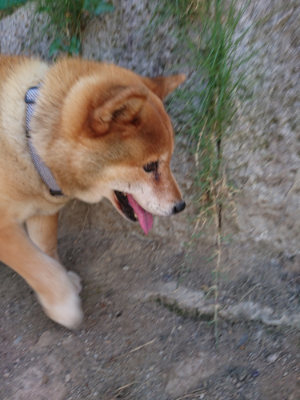 f:id:roukenhome-ann:20190814080925j:plain