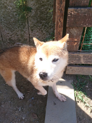f:id:roukenhome-ann:20190814080931j:plain