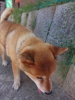 f:id:roukenhome-ann:20190814080956j:plain