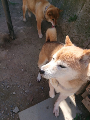f:id:roukenhome-ann:20190814081021j:plain