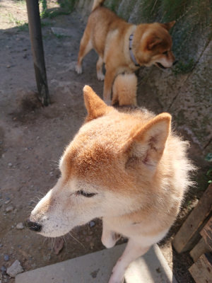 f:id:roukenhome-ann:20190814081028j:plain