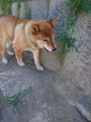 f:id:roukenhome-ann:20190814081052j:plain