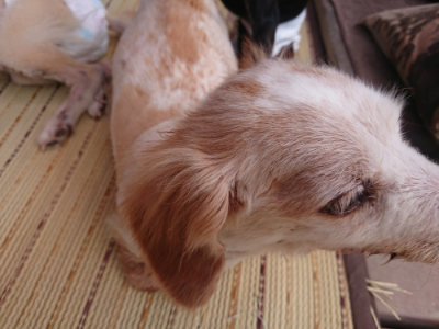 f:id:roukenhome-ann:20190814081143j:plain