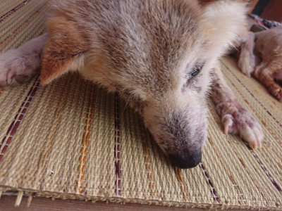 f:id:roukenhome-ann:20190814081931j:plain