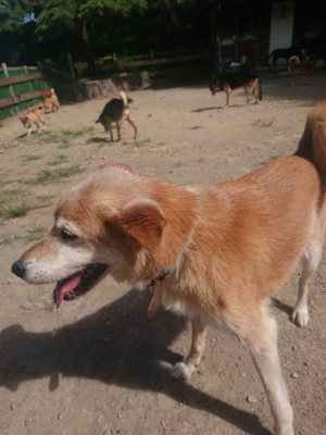 f:id:roukenhome-ann:20190814082106j:plain