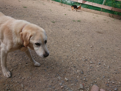 f:id:roukenhome-ann:20190814105653j:plain